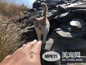 要是再不走一定走不了 旅途偶遇亲人猫咪不舍离开