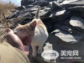 要是再不走一定走不了 旅途偶遇亲人猫咪不舍离开