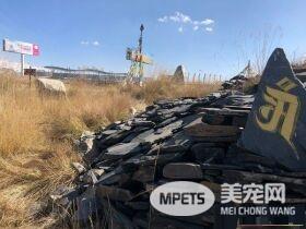 要是再不走一定走不了 旅途偶遇亲人猫咪不舍离开