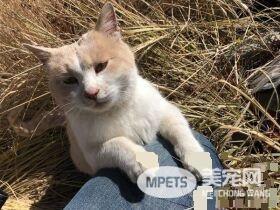 要是再不走一定走不了 旅途偶遇亲人猫咪不舍离开