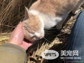要是再不走一定走不了 旅途偶遇亲人猫咪不舍离开