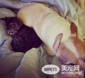 美国虎斑惨遭变态虐待 幸遇暖心车主被救起