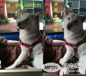 本汪才不是你养的！踩到地雷汪汪可是翻脸不认人的