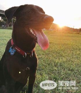 5cm亮点！老公帮狗量的超专业各部位长度详解图
