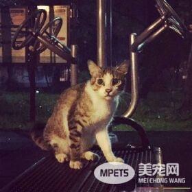 用爱卸下防心！浪猫历经10个多月才给摸抱