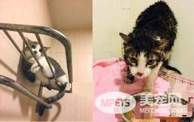 用爱卸下防心！浪猫历经10个多月才给摸抱