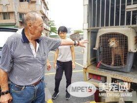 老人与狗 高龄老人不舍送高龄狗动保处