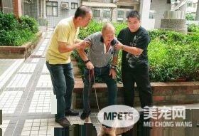 老人与狗 高龄老人不舍送高龄狗动保处