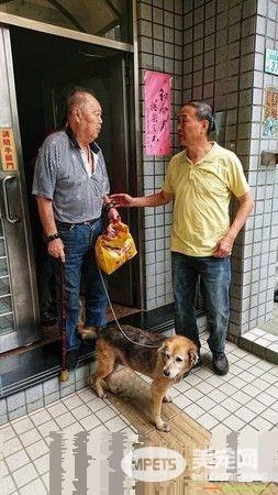 老人与狗 高龄老人不舍送高龄狗动保处