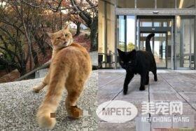 喵星人想进美术馆 和保全的攻防互动在网络上爆红