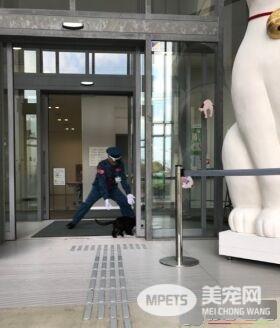 喵星人想进美术馆 和保全的攻防互动在网络上爆红
