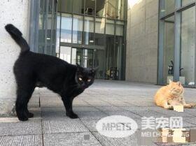 喵星人想进美术馆 和保全的攻防互动在网络上爆红