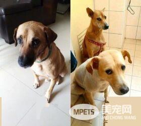 这爸爸是不是有2个人格? 爸爸对狗和女儿的差别对话