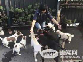 爱需要采取行动 希望大家能以领养代替购买
