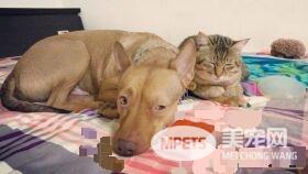 温暖！治愈犬和爱人猫的大家庭 有故事的一狗三猫