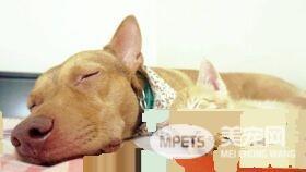 温暖！治愈犬和爱人猫的大家庭 有故事的一狗三猫