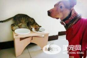 温暖！治愈犬和爱人猫的大家庭 有故事的一狗三猫