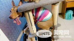 温暖！治愈犬和爱人猫的大家庭 有故事的一狗三猫