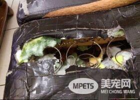 个性亲人亲狗又活泼的狗狗 长大后意外和牛撞型