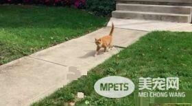 外国男子幸遇橘猫好邻居 总要蹭蹭讨摸