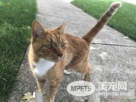 外国男子幸遇橘猫好邻居 总要蹭蹭讨摸