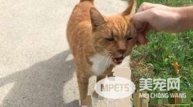 外国男子幸遇橘猫好邻居 总要蹭蹭讨摸