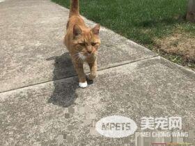 外国男子幸遇橘猫好邻居 总要蹭蹭讨摸