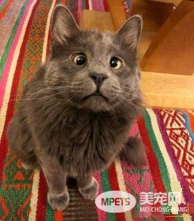 长相逗趣蓝猫被收养后 变身超爱主人的跟屁虫