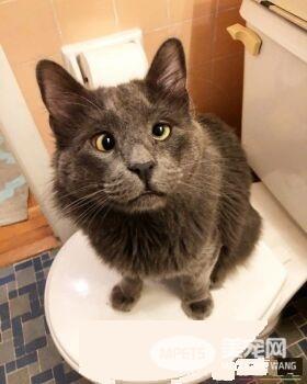 长相逗趣蓝猫被收养后 变身超爱主人的跟屁虫