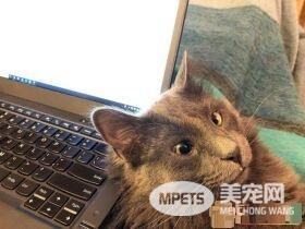 长相逗趣蓝猫被收养后 变身超爱主人的跟屁虫