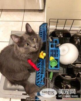 长相逗趣蓝猫被收养后 变身超爱主人的跟屁虫