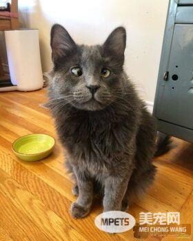 长相逗趣蓝猫被收养后 变身超爱主人的跟屁虫