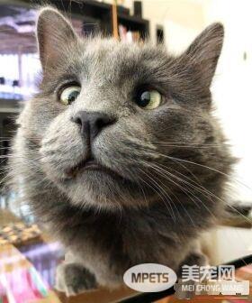 长相逗趣蓝猫被收养后 变身超爱主人的跟屁虫