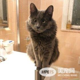 长相逗趣蓝猫被收养后 变身超爱主人的跟屁虫