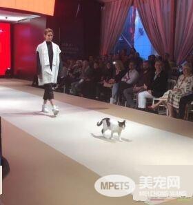 土耳其时尚秀出现未受邀猫咪嘉宾 超专业走台步