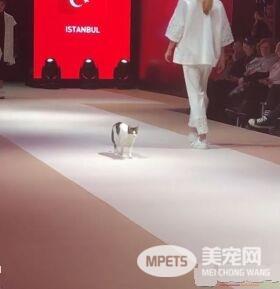土耳其时尚秀出现未受邀猫咪嘉宾 超专业走台步