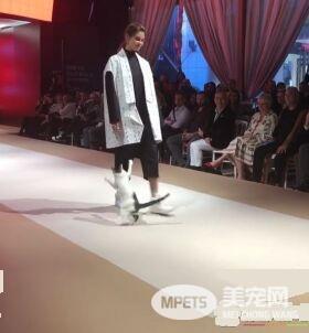 土耳其时尚秀出现未受邀猫咪嘉宾 超专业走台步