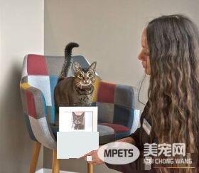 超可爱猫咪捕鼠员 被饭店正式聘用还有专属员工证
