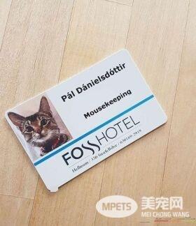 超可爱猫咪捕鼠员 被饭店正式聘用还有专属员工证