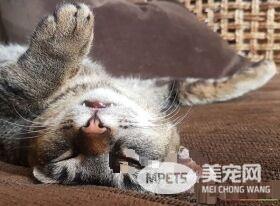 超可爱猫咪捕鼠员 被饭店正式聘用还有专属员工证