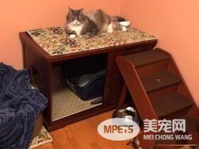 资深副总裁失业 11岁猫咪被好心夫妻收养
