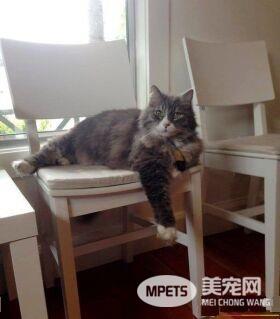 资深副总裁失业 11岁猫咪被好心夫妻收养