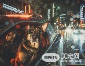 硬汉狠角色路线 警犬们的硬汉魅力迷倒大家