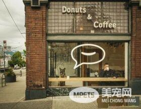 硬汉狠角色路线 警犬们的硬汉魅力迷倒大家