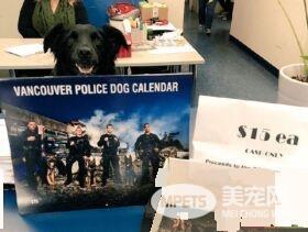 硬汉狠角色路线 警犬们的硬汉魅力迷倒大家