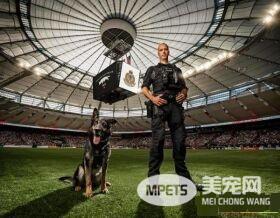 硬汉狠角色路线 警犬们的硬汉魅力迷倒大家