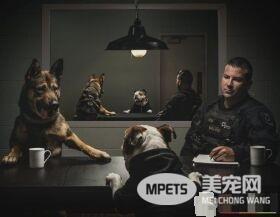 硬汉狠角色路线 警犬们的硬汉魅力迷倒大家
