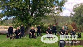 硬汉狠角色路线 警犬们的硬汉魅力迷倒大家