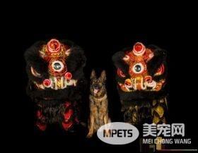 硬汉狠角色路线 警犬们的硬汉魅力迷倒大家