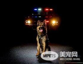 硬汉狠角色路线 警犬们的硬汉魅力迷倒大家
